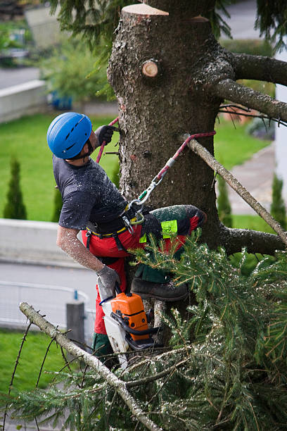 Lawn Grading and Leveling in Nooksack, WA